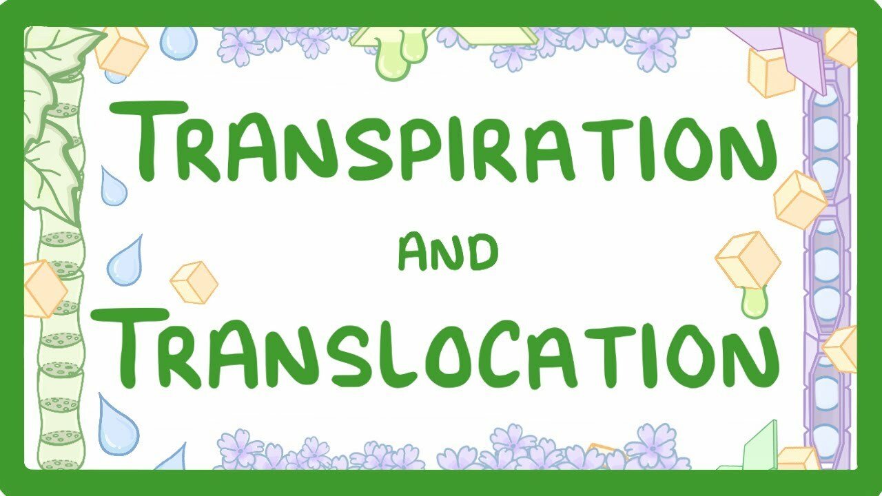 GCSE Biology - Transport in plants - Translocation (Phloem) and Transpiration (Xylem) #51